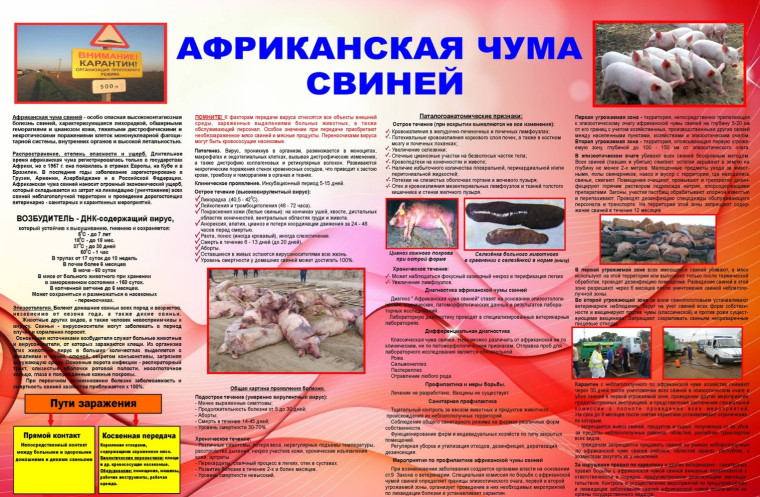 Африканская чума свиней. Африканская чума свиней.