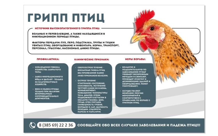 Высокопатогенный грипп птиц. Высокопатогенный грипп птиц.